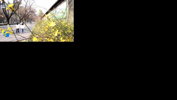 青州市迎春花开 扮靓古城